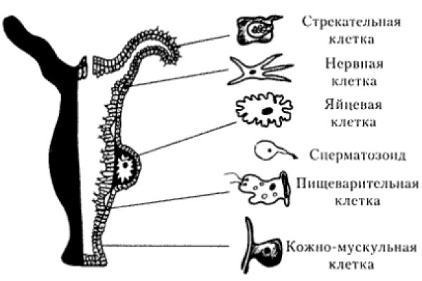 Kraken зеркало krakens13 at