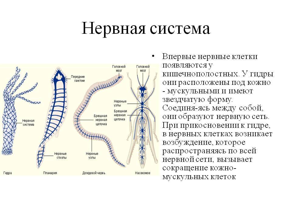 Кракен интернет площадка